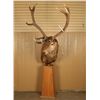 Image 1 : Red Stag Mount on Pedestal