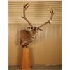 Image 2 : Red Stag Mount on Pedestal