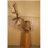 Image 3 : Red Stag Mount on Pedestal