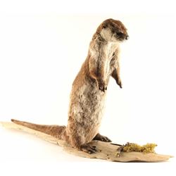 Full Mounted Otter