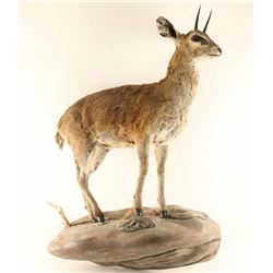 Very Rare Full Mounted Klipspringer
