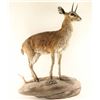 Image 1 : Very Rare Full Mounted Klipspringer