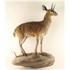 Image 2 : Very Rare Full Mounted Klipspringer