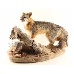 Full Mounted Fox