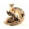 Image 3 : Full Mounted Fox