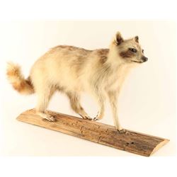 Fully Mounted Raccoon