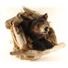 Image 2 : Brown Bear Mount