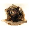 Image 3 : Brown Bear Mount