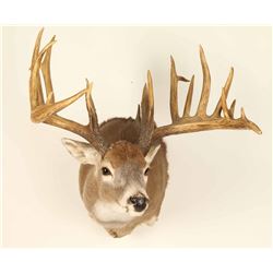 Beautiful Rare 9x12 Buck Mount