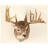 Image 1 : Beautiful Rare 9x12 Buck Mount