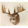 Image 2 : Beautiful Rare 9x12 Buck Mount