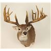 Image 3 : Beautiful Rare 9x12 Buck Mount