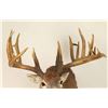 Image 4 : Beautiful Rare 9x12 Buck Mount