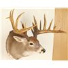 Image 5 : Beautiful Rare 9x12 Buck Mount