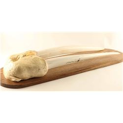 Scrimshaw Walrus Tusk Mount