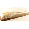 Scrimshaw Walrus Tusk Mount