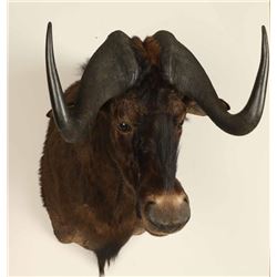Wildebeest Shoulder Mount