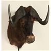 Image 1 : Wildebeest Shoulder Mount