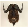 Image 2 : Wildebeest Shoulder Mount