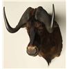 Image 3 : Wildebeest Shoulder Mount