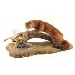 Fully Mounted Ferret