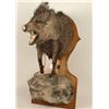 Image 1 : Half Mounted Javelina
