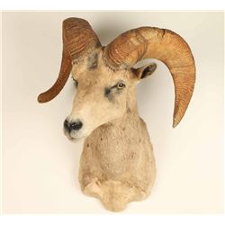 Mountain Goat Shoulder Mount