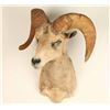 Image 1 : Mountain Goat Shoulder Mount