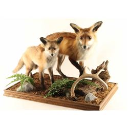 Two Fully Mounted Foxes