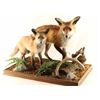 Image 1 : Two Fully Mounted Foxes