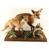 Image 2 : Two Fully Mounted Foxes