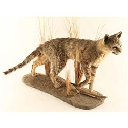 Wild African Game Cat