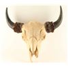 Image 2 : Buffalo Skull and Horns