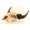 Image 3 : Buffalo Skull and Horns