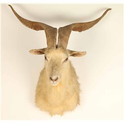 White Goat Mount