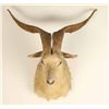 Image 3 : White Goat Mount