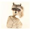 Image 1 : Raccoon Head Mount