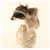 Image 2 : Raccoon Head Mount