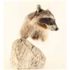 Image 3 : Raccoon Head Mount