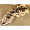 Image 2 : Wolf Pelt