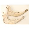 Image 3 : Lot of (3) Jawbones