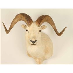 Dahl Sheep Shoulder Mount