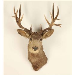 6X8 Deer Mount
