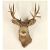 Image 1 : 6X8 Deer Mount