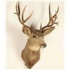 Image 2 : 6X8 Deer Mount