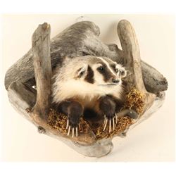 Badger Shoulder Mount