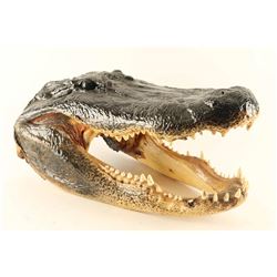 Large Alligator Head Mount