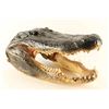 Image 1 : Large Alligator Head Mount