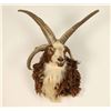 Image 1 : Four Horned Jacob Sheep