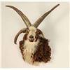 Image 3 : Four Horned Jacob Sheep